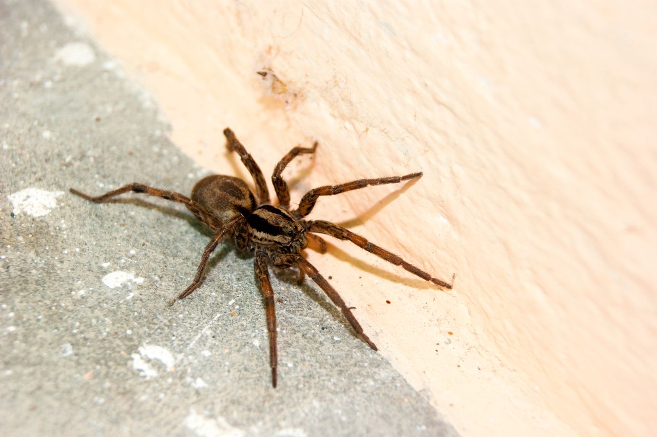 Spinnenalarm im Herbst: Natürliche Tipps zur Abwehr im Haus
