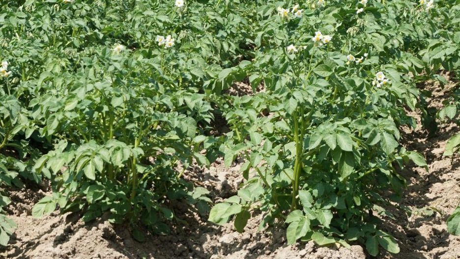 Bakteryjna choroba ziemniaków atakuje. Eksperci biją na alarm