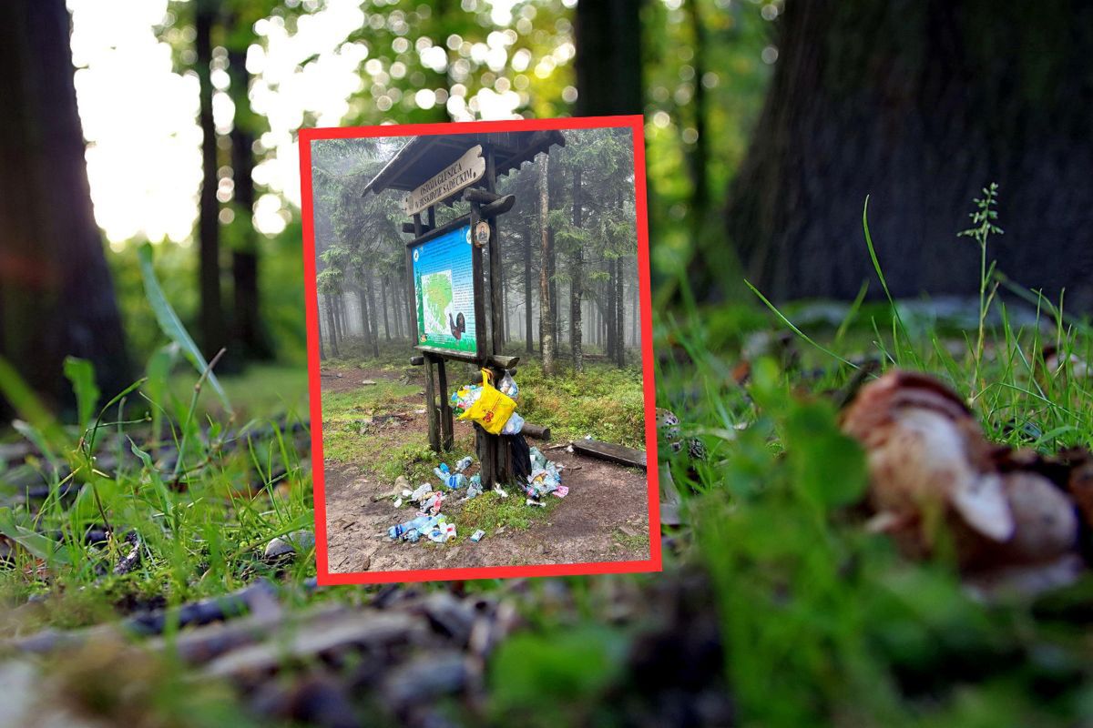 "Co z Was za turyści?" Leśnicy ostro. Zdjęcie nie zostawia złudzeń