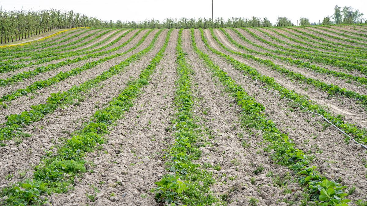 Ile można zarobić przy zbiorze truskawek w 2024 roku?