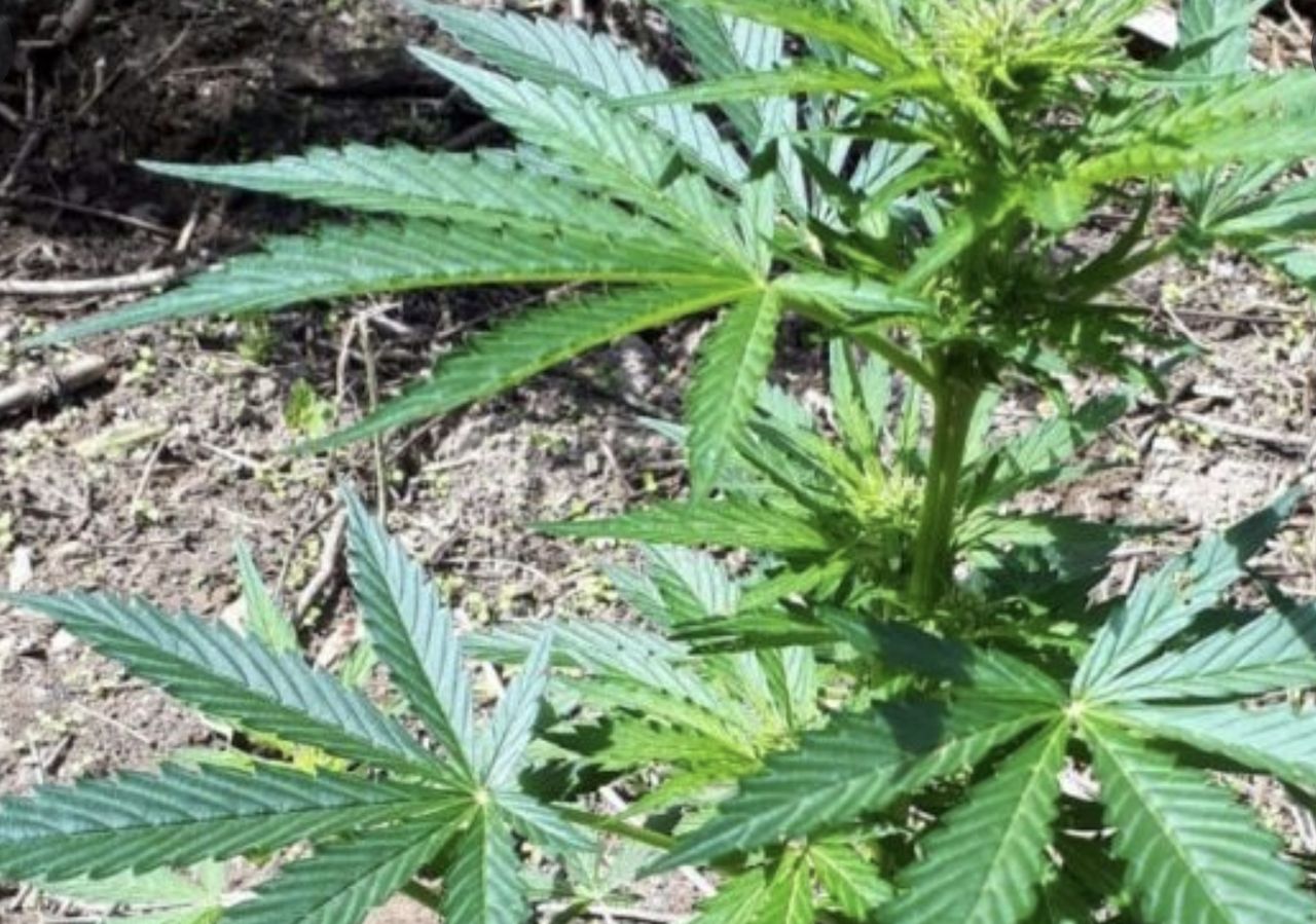 Malta pierwsza w Europie legalizuje marihuanę