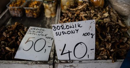 Zbierasz grzyby? Oto kiedy fiskusowi należy się podatek