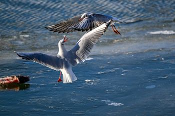 Rzeszów: Zima na Wisłoku. Zapora rajem dla ptactwa wodnego