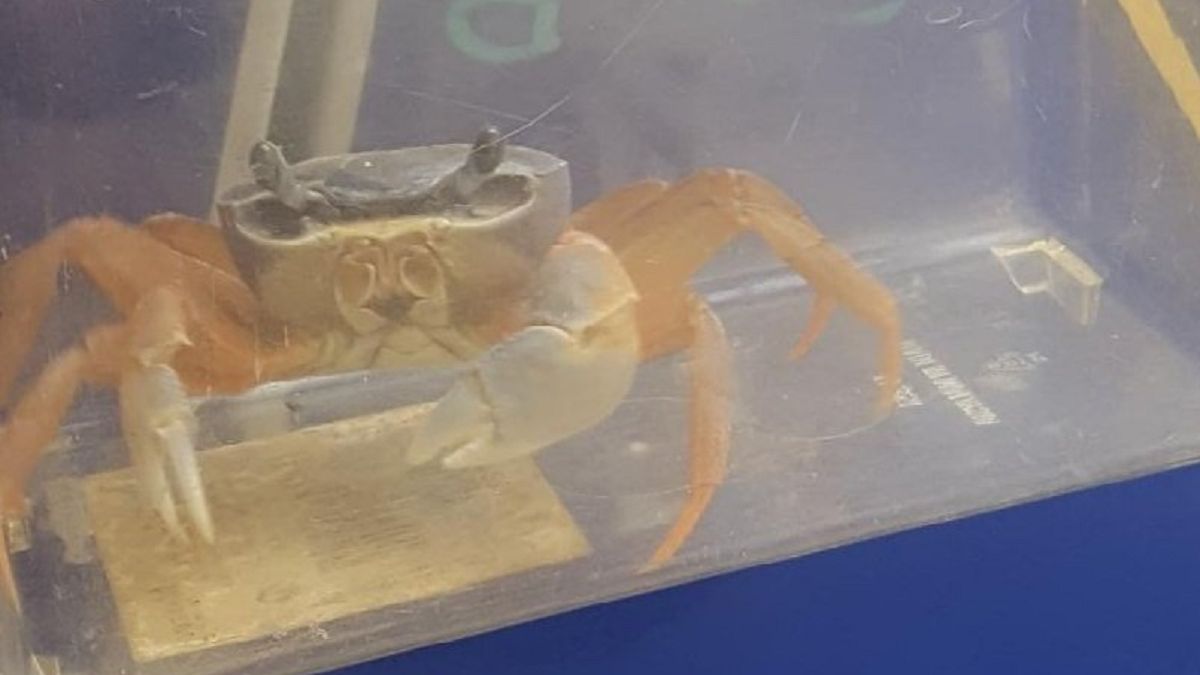 Mieszkanka Pragi-Południe znalazła w pionie kanalizacyjnym kraba