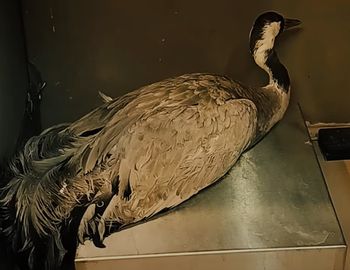 Leśnicy przecierali oczy ze zdumienia. Był sam w środku lasu