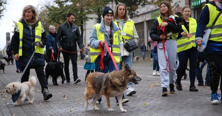 Bieg na 6 Łap: Daj Psom Radość i Szansę na Nowy Dom!