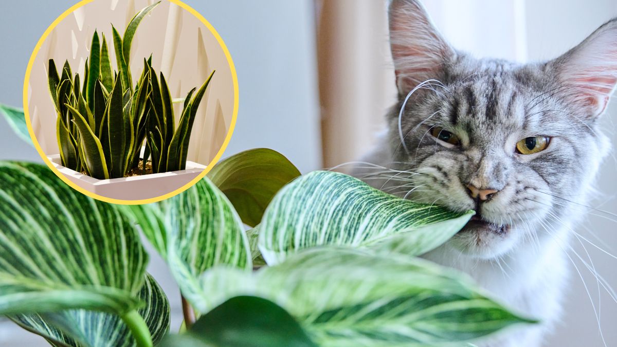 Jakie rośliny są trujące dla kota?