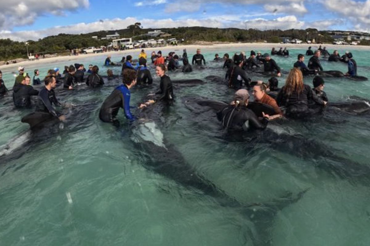 Wolontariusze i aktywiści ekologiczni ratowali wieloryby, które fale rzuciły na wybrzeże Australii