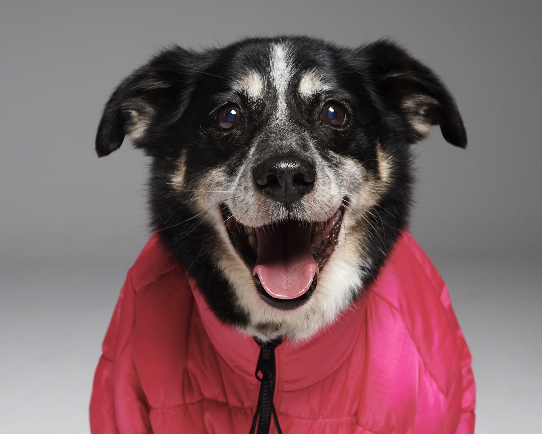 #AdoptujŚwiadomie: Pudelek szuka domu dla przyjaznego Kaziutka