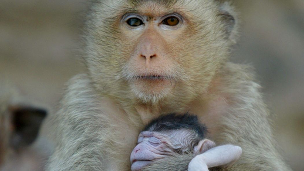 Małpy często noszą zmarłe potomstwo