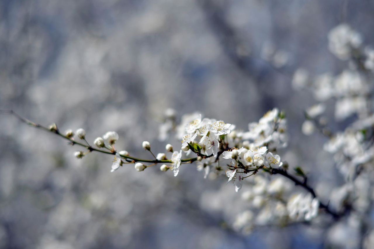 Nikon D800, Nikkor 58 mm f/1.4G, przysłona f/2.© Jarosław Brzeziński