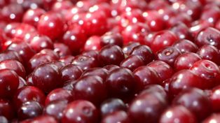 Cena wiśni 2025. Stawki ze skupów i rynków — notowania sezonu