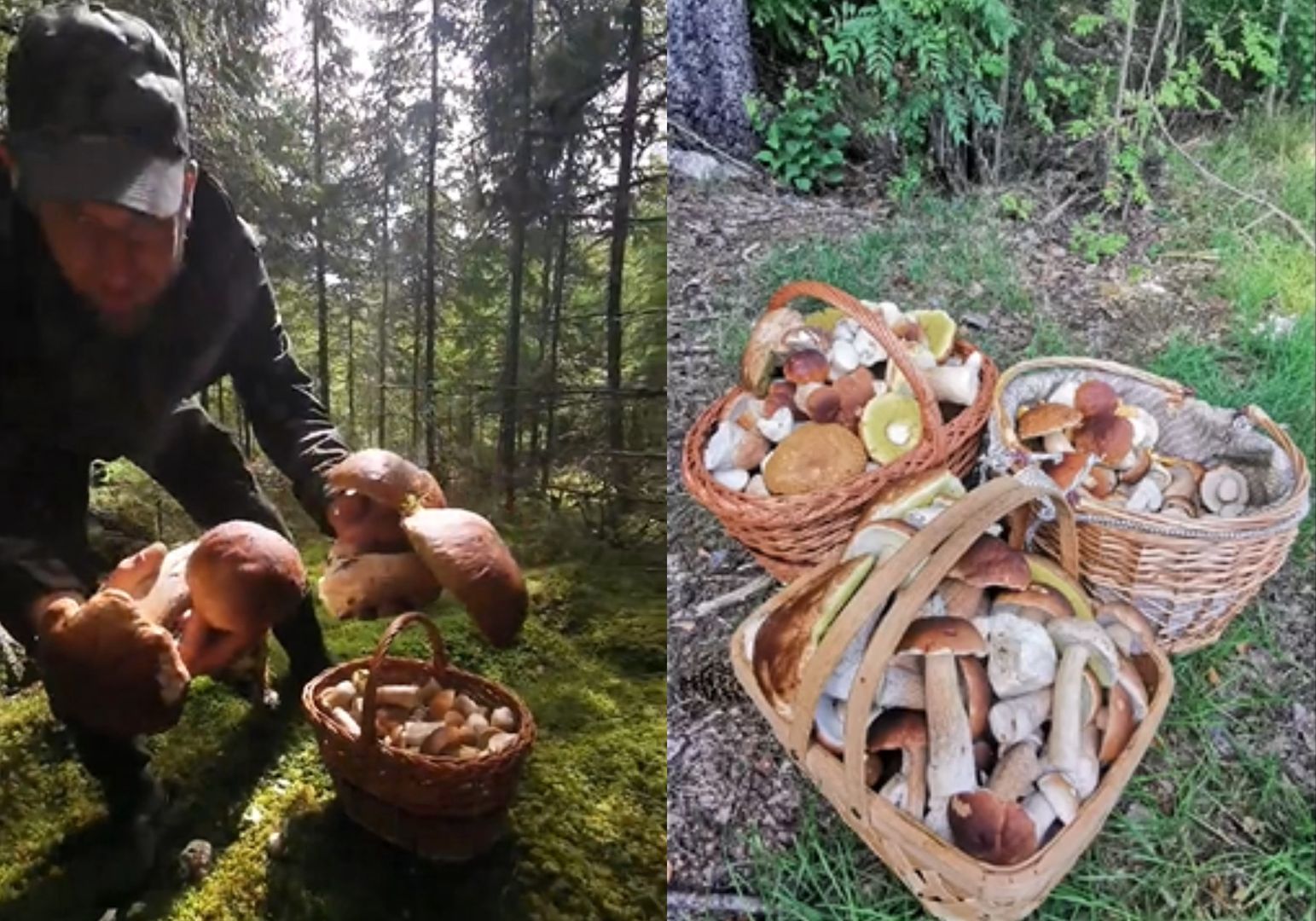 Polak poszedł na grzyby w Norwegii. Ludzie patrzą i nie wierzą