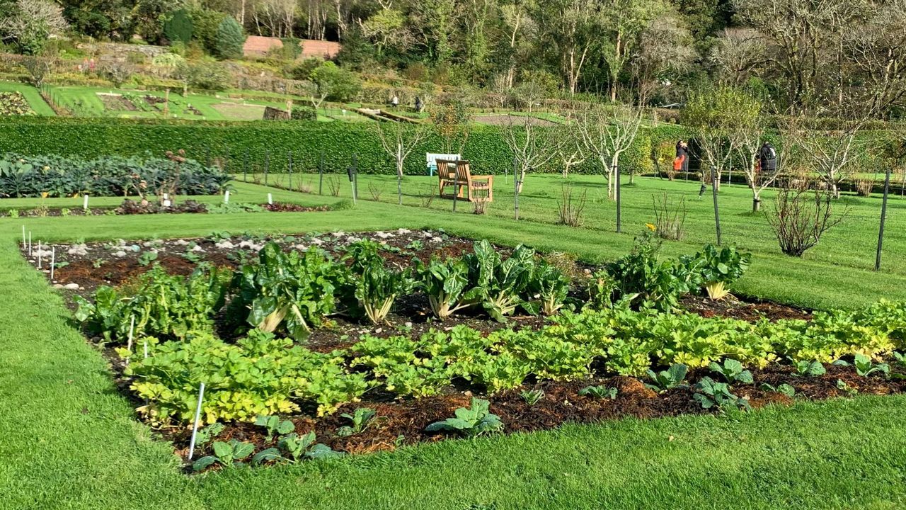 Jak chronić młode warzywa przed przymrozkami? Poznaj prosty sposób