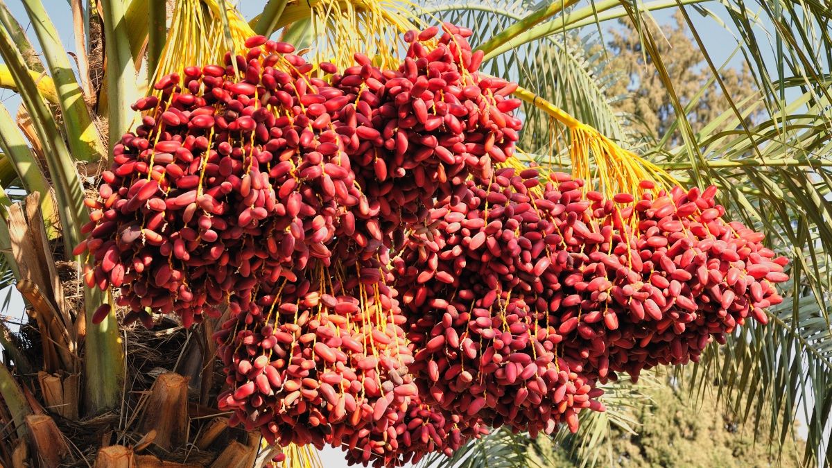 Dlaczego warto jeść daktyle?