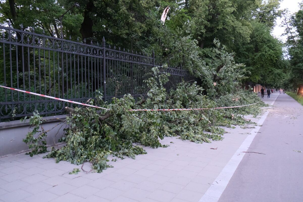 Dwa drzewa runęły w Ogrodzie Saskim