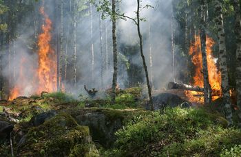 Pożar w Niemczech, dym nad Lubuskiem. Akcja gaśnicza tuż za granicą