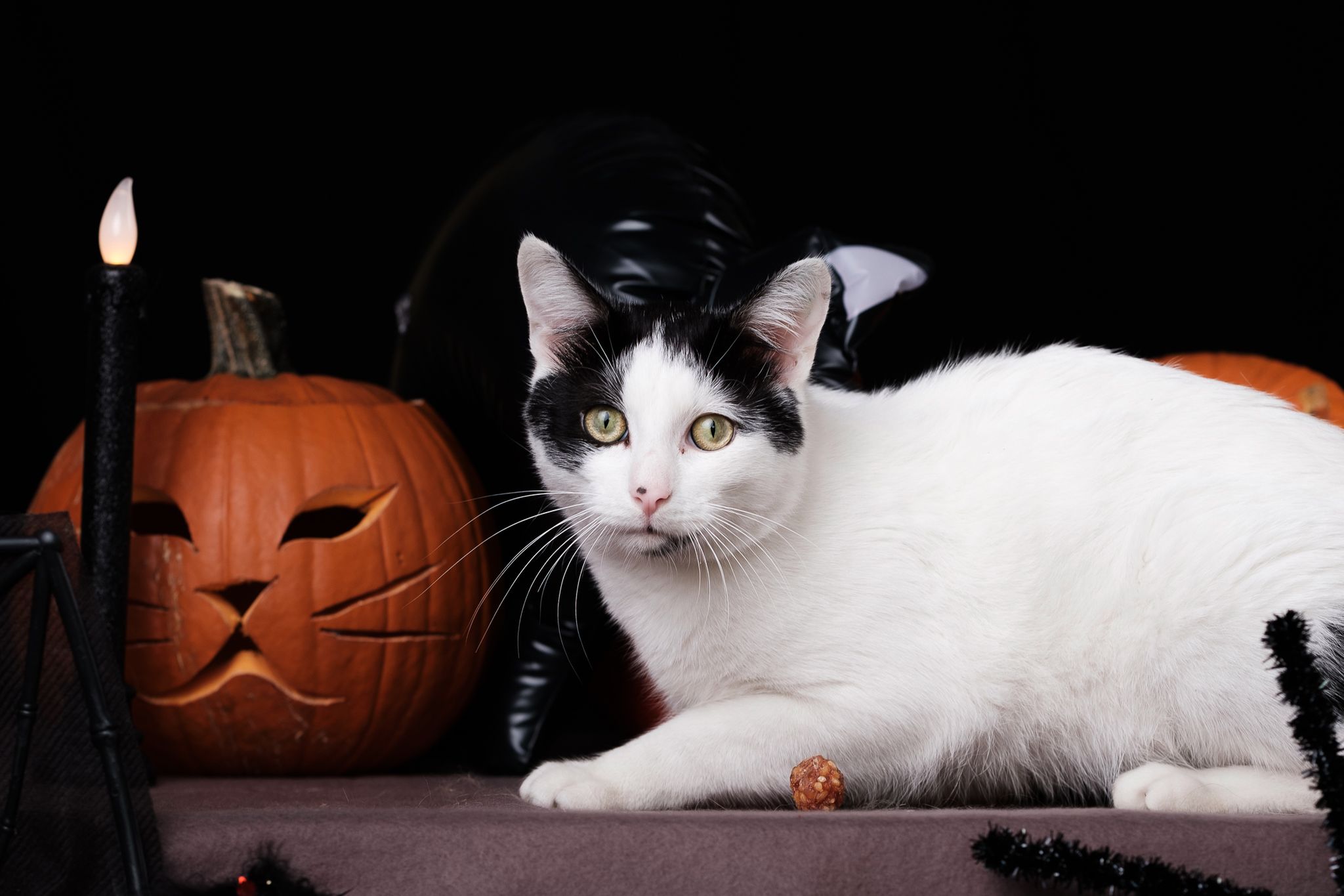 Halloween 2019: Zrobiłem sesję w schronisku, by pomóc w adopcji zwierząt 22