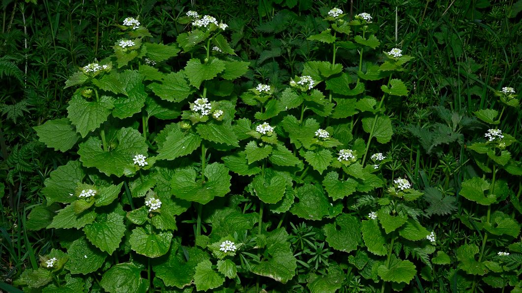 Znajdziesz go w zaroślach, ale nie jest zwykłym chwastem. Warto docenić właściwości ziela
