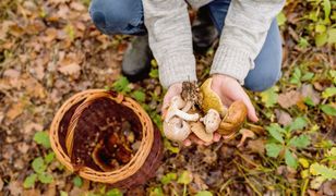 "Znalazłam dziesiątki kań". Ekspertka radzi, jak szukać grzybów