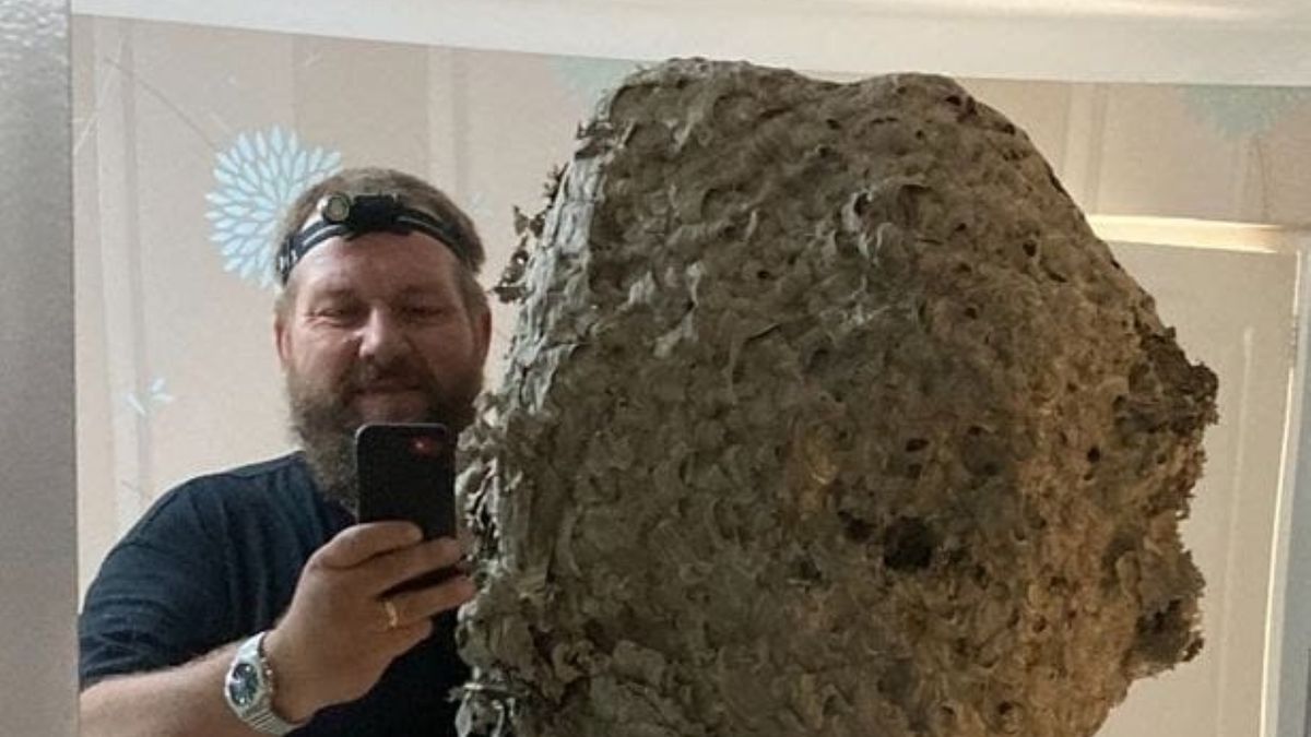 Znalezione przez specjalistę gniazdo os miało prawie 2 m średnicy 