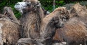 Gdańsk: Choinka, piernik i robale. Mikołaj odwiedził mieszkańców ZOO