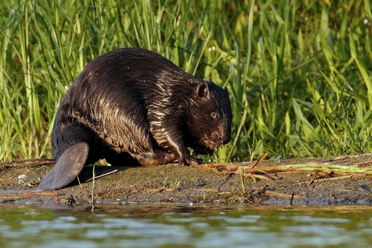 Bobrowniki Wielkie: Świętowano Dzień Bobra. Były lokalne przysmaki i koncerty