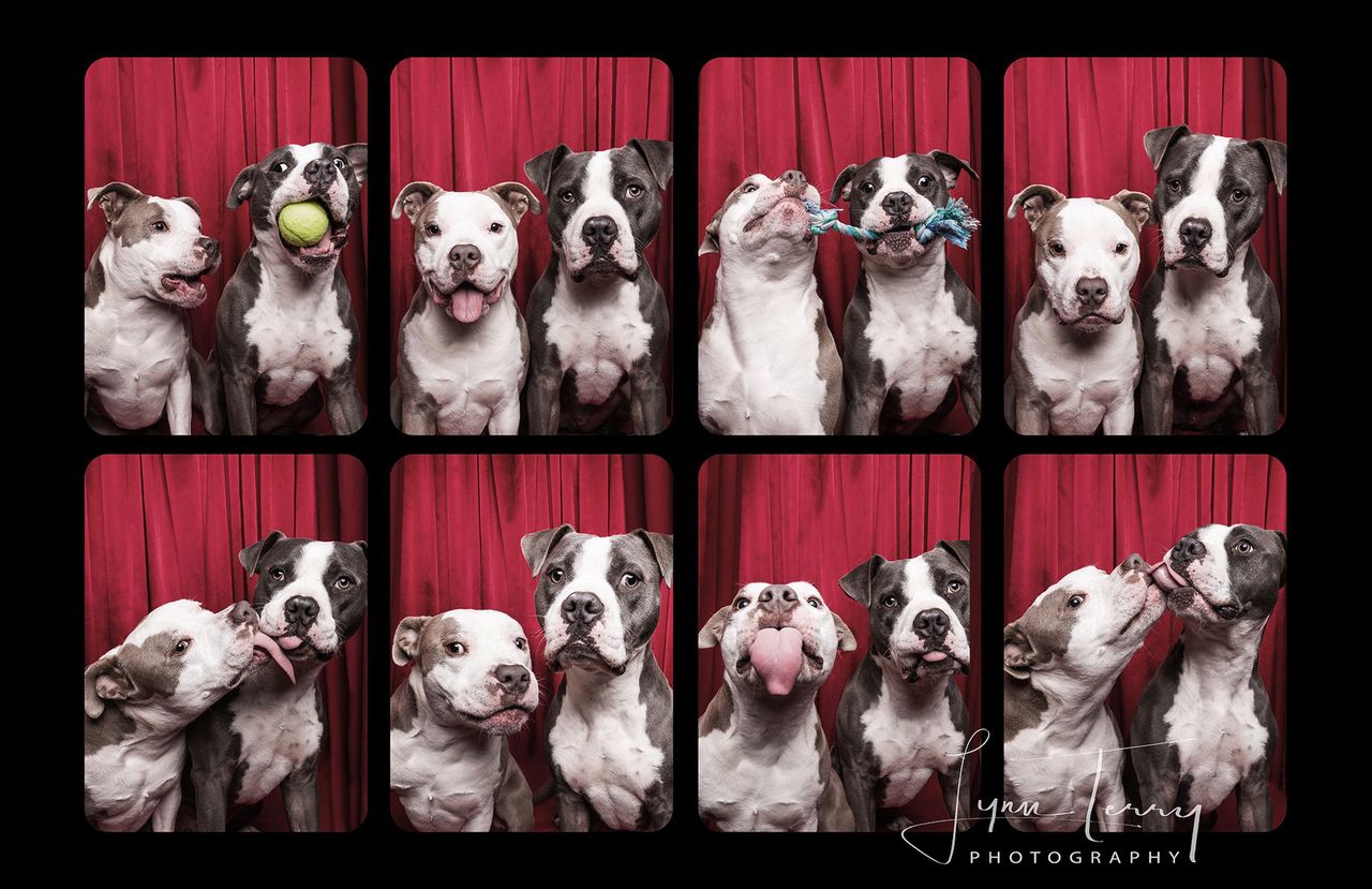 Budka fotograficzna dla psów. Te czworonogi kochają być w centrum uwagi
