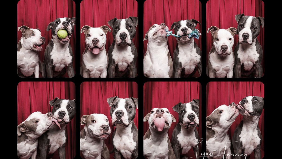 Budka fotograficzna dla psów. Te czworonogi kochają być w centrum uwagi 1