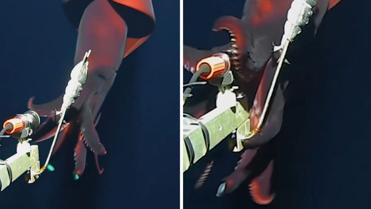  Rzadki kalmar zaatakował kamerę  