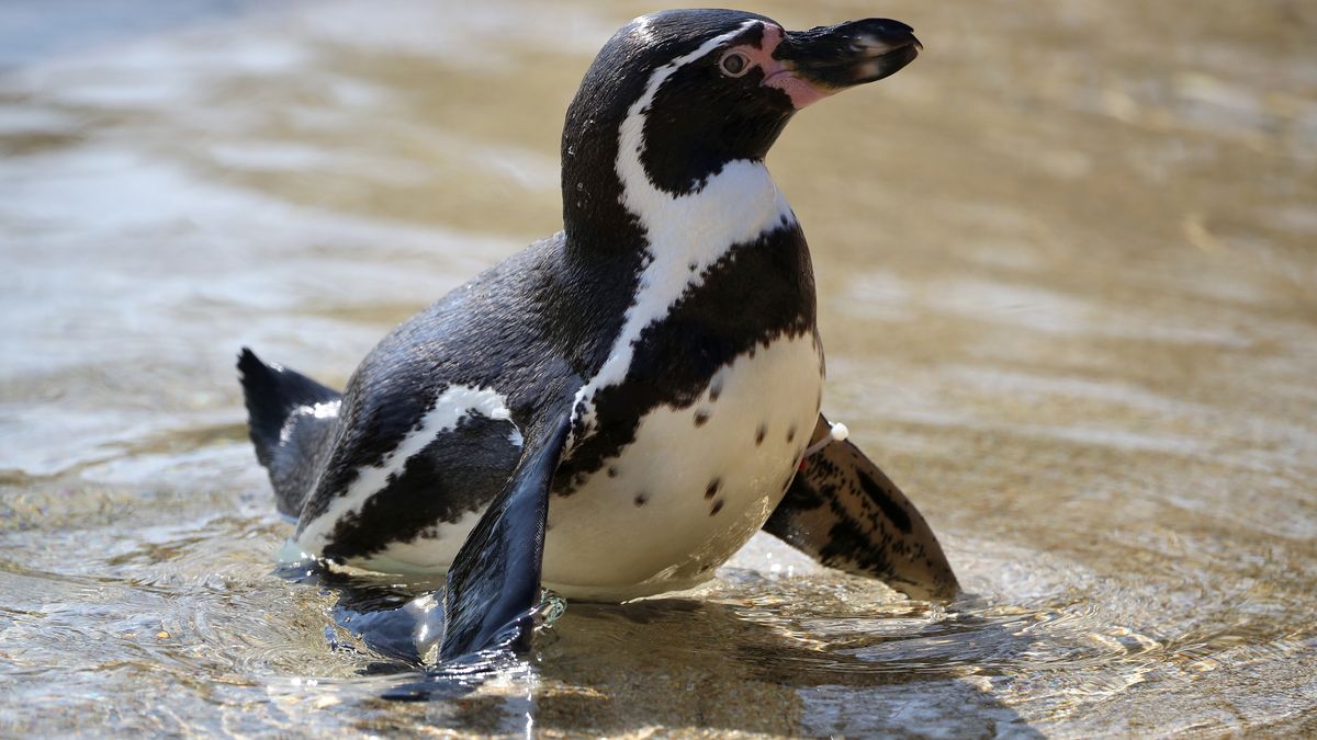 A Humboldt penguins swims in its pond at Blair Drummond Safari Park, Stirling, on World Penguin Day. The park is currently closed to the public as the UK continues in lockdown to help curb the spread of the coronavirus (Photo by Andrew Milligan/PA Images via Getty Images)