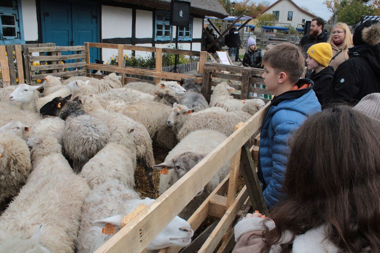 Jamno: Zakończenie sezonu pasterskiego. Jak wygląda strzyżenie owiec?