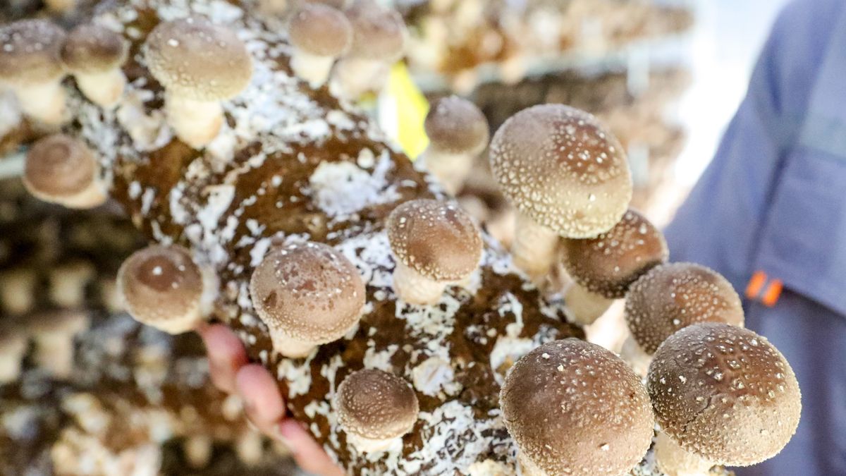 Grzyby shiitake mogą pomóc w leczeniu chorób wątroby