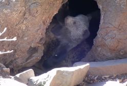 Wybudzone ze snu niedźwiedzie czekają na wiosnę