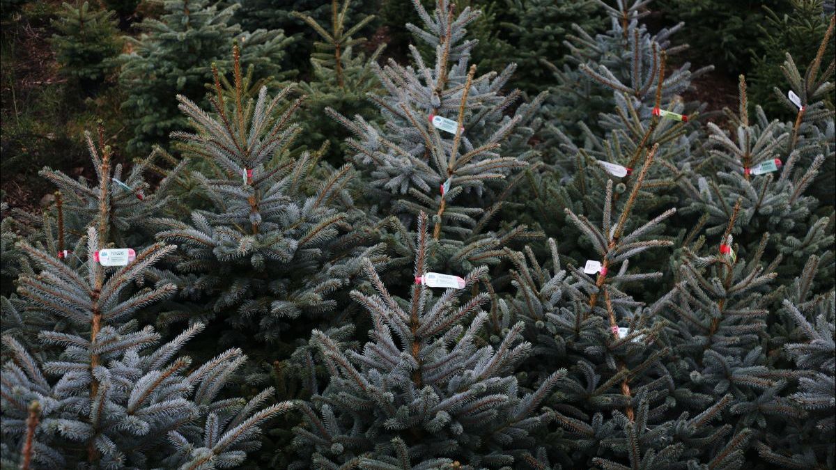 Co zrobić z choinką po świętach?