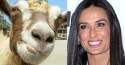 Demi Moore "odmładza się"... krwią peruwiańskiej kozy!