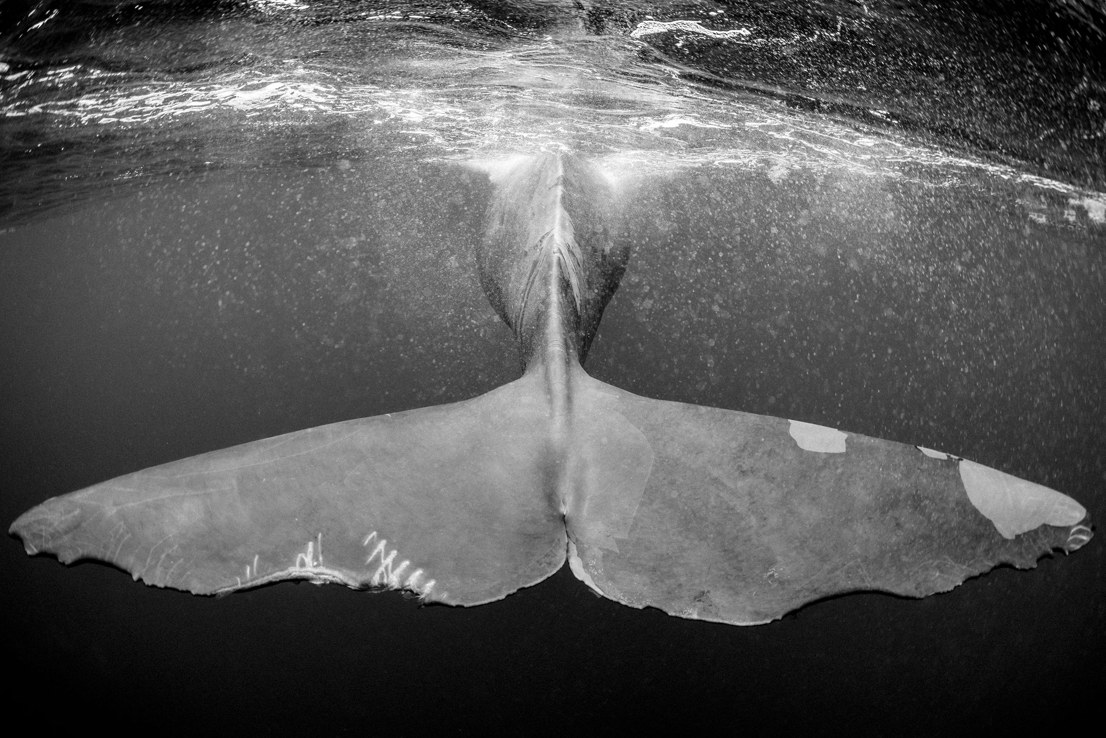Christian Vizl: czarno-białe fotografie głębin oceanów 1