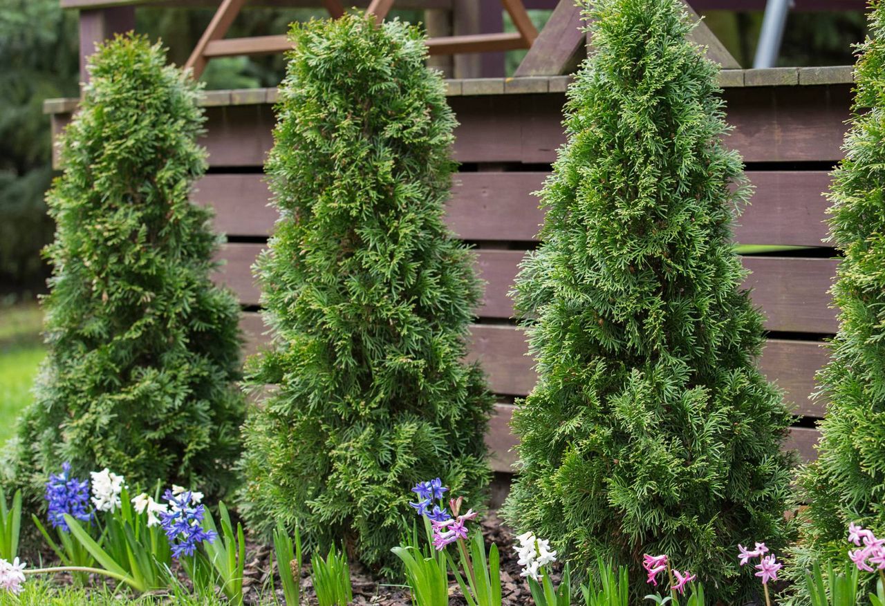 How to take care of thuja?