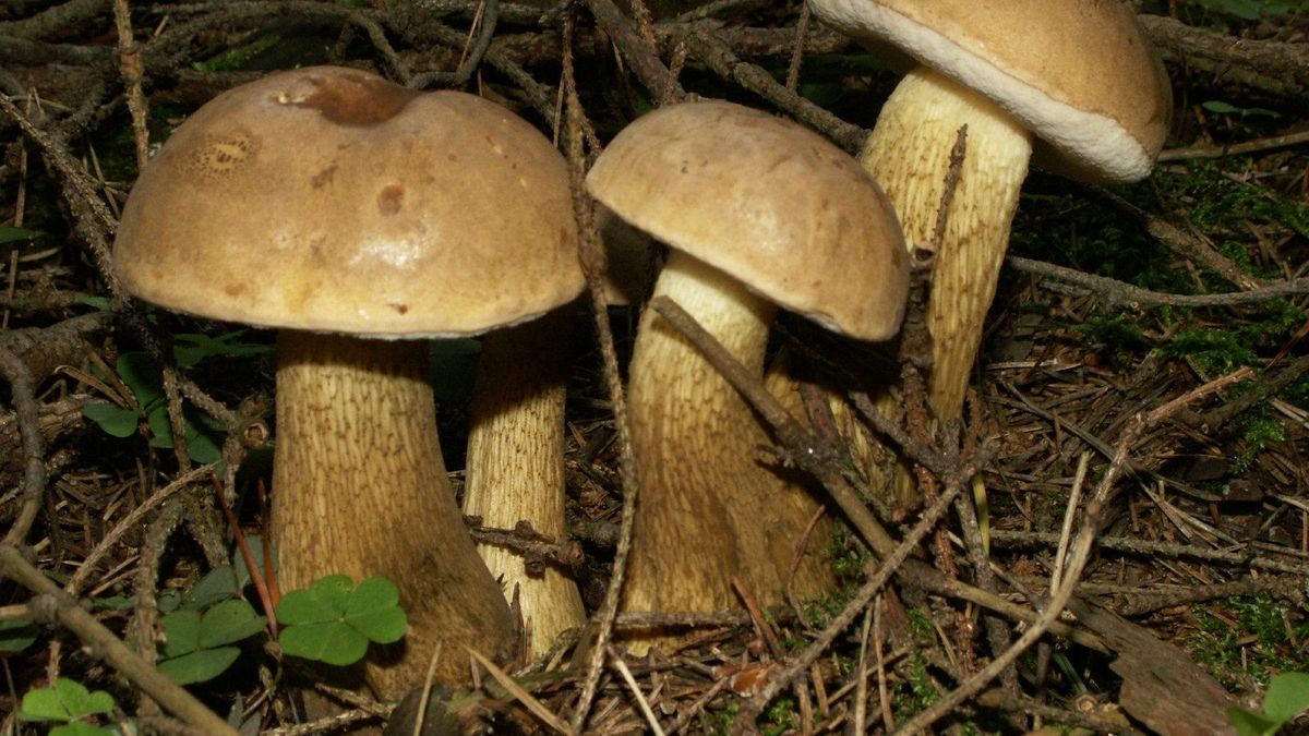 Goryczak żółciowy. Jak odróżnić go od borowika?