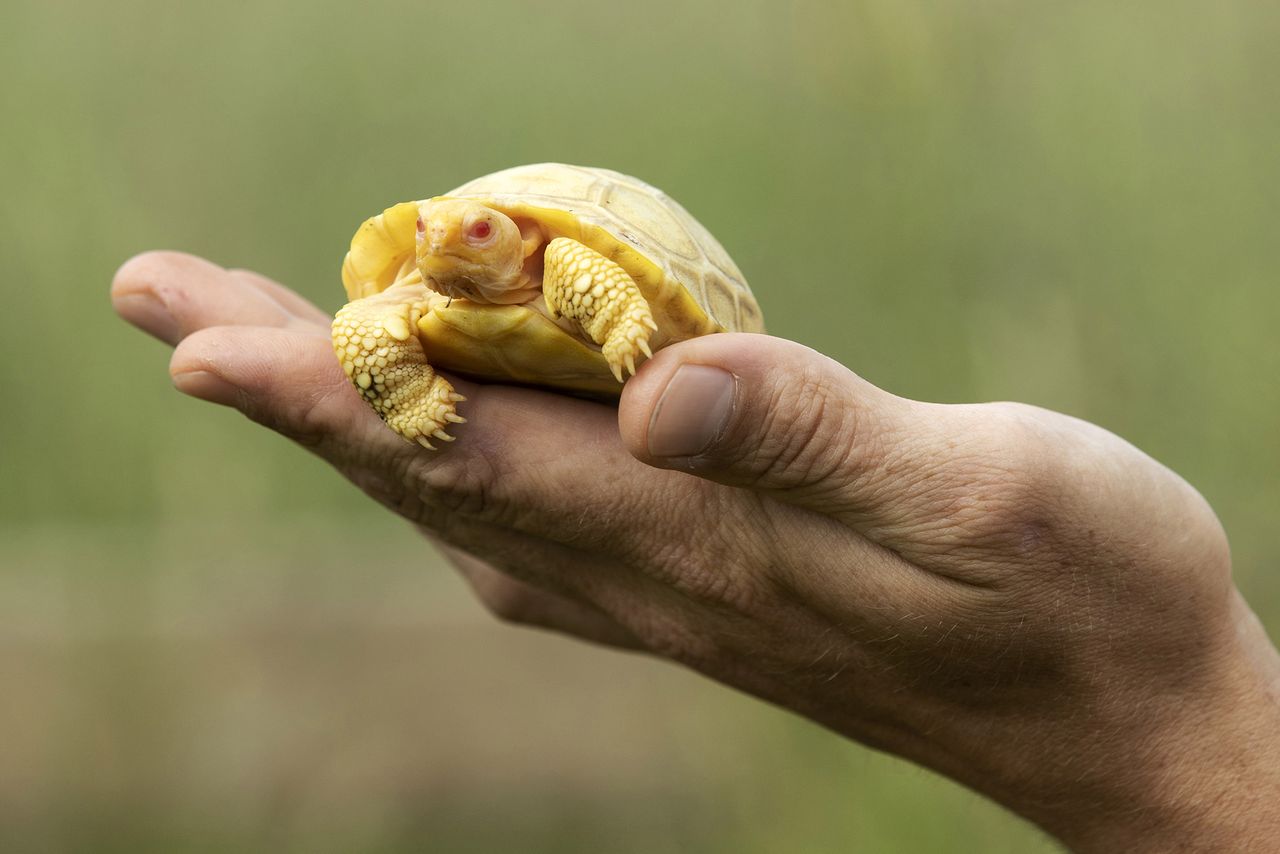 Historyczne zdjęcia. To pierwszy taki żółw z Galapagos