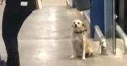 Reakcja psa hitem sieci. Nagrali, co robił pod sklepem