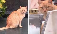 Zamieszkał na cmentarzu po śmierci opiekuna. Kot musiał wrócić do domu