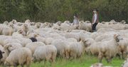 Górale załamują ręce przed majówką. Chodzi o redyki