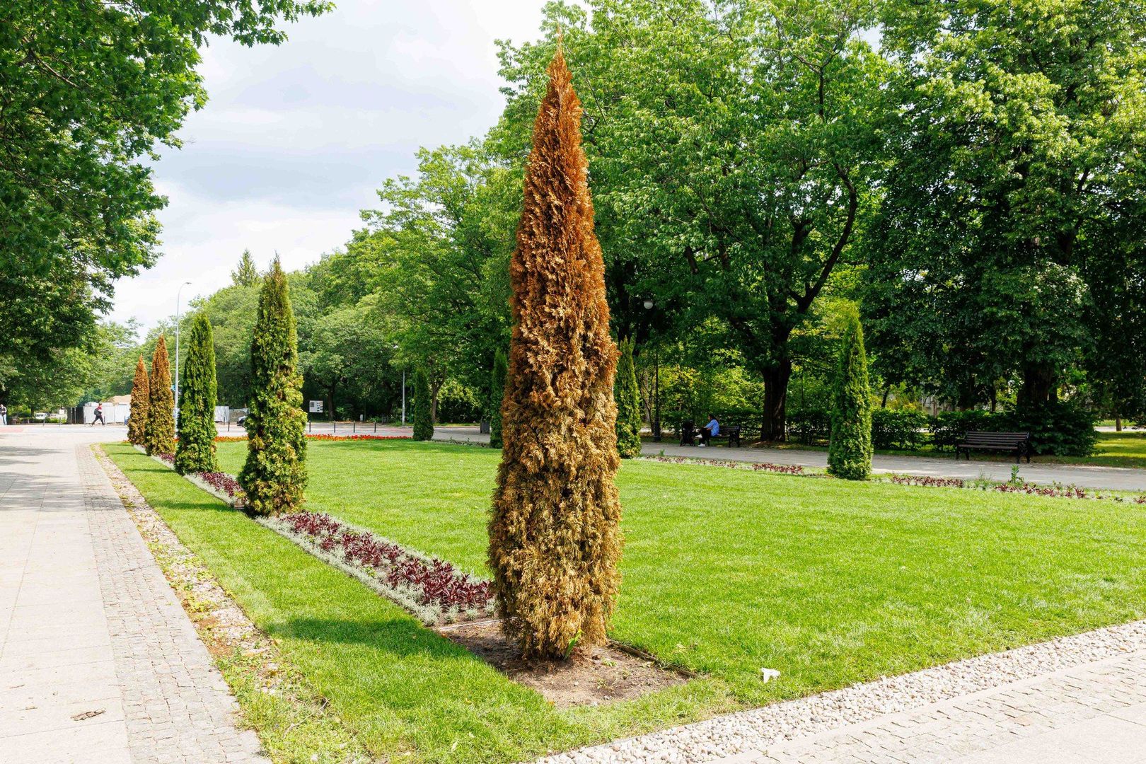 Nowe tuje na Plantach. Posadzono je raptem dwa miesiące temu 