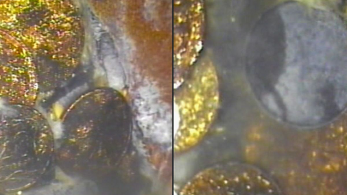 Pokazali, co znaleźli w kanalizacji
