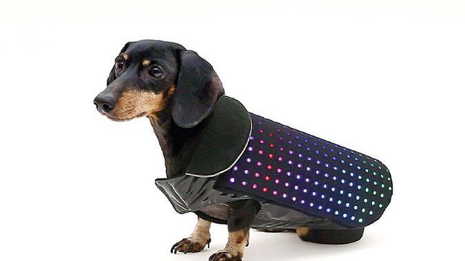 Disco Dog. Wygląda śmiesznie, ale ten gadżet może uratować czworonoga 1