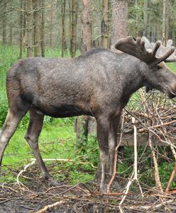 Czwarty łoś zginął w Osieku nad Wisłą. Mieszkańcy apelują o interwencję