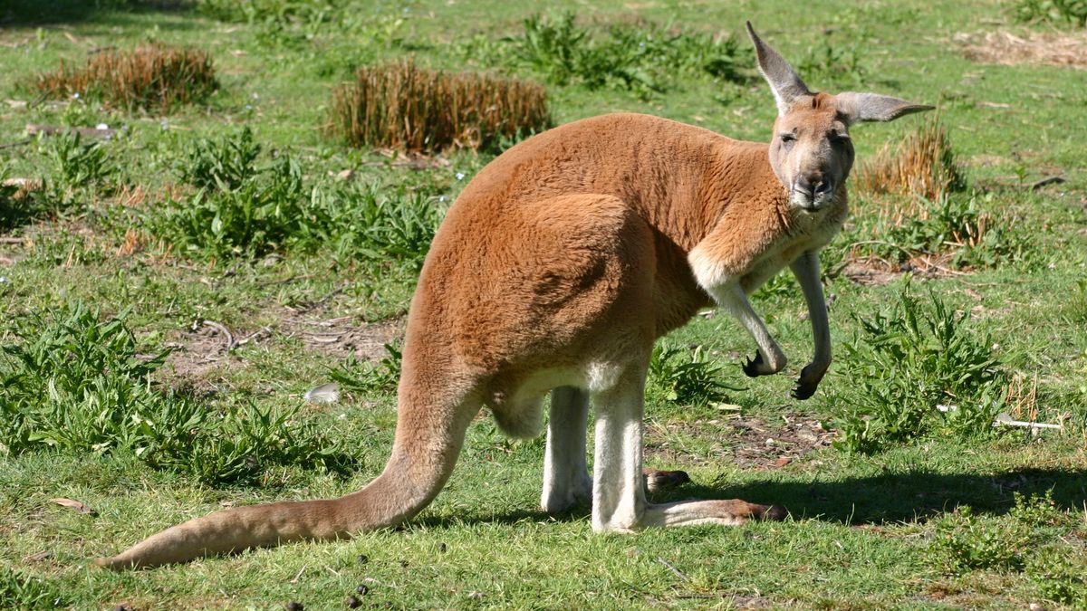 Spotkanie z kangurem okazało się bardzo niebezpieczne