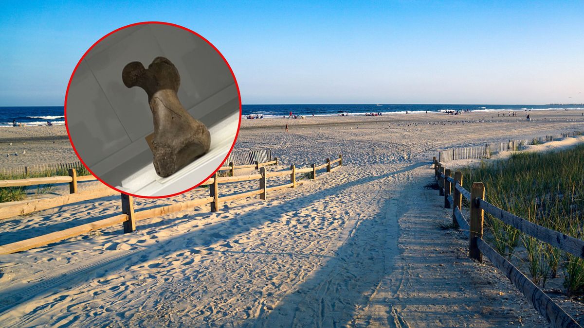 Pies znalazł wyjątkową kość