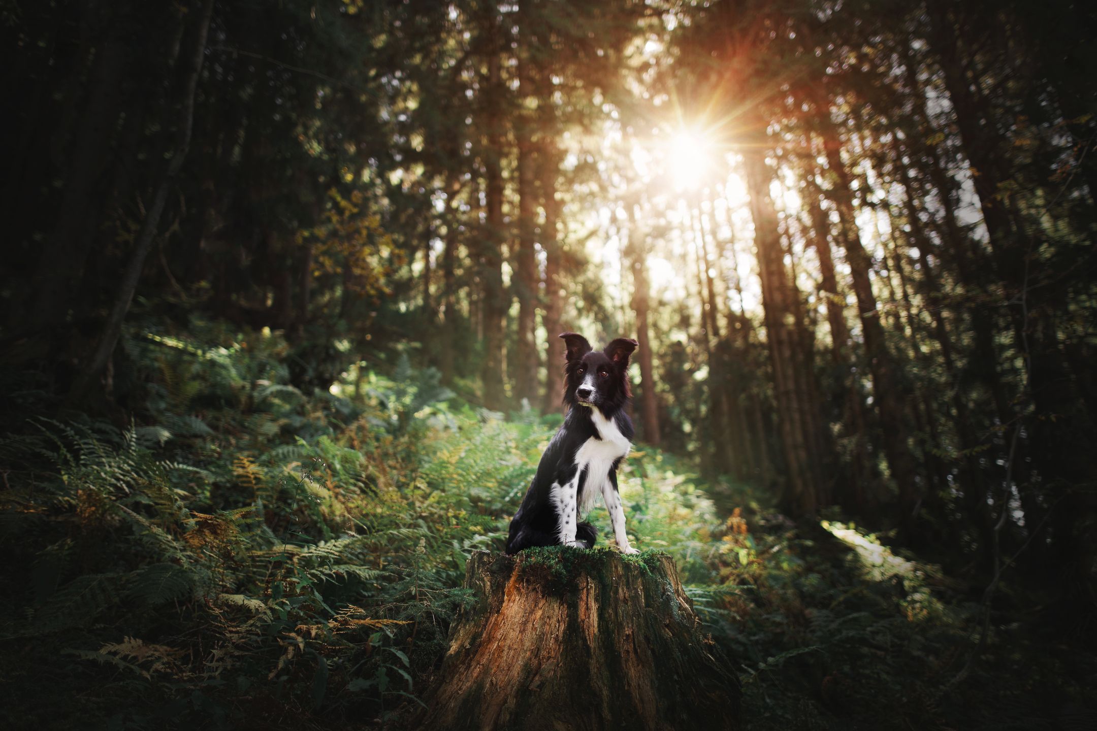 Kristýna Kvapilová kocha psy - fotografuje je i gra z nimi we frisbee 5